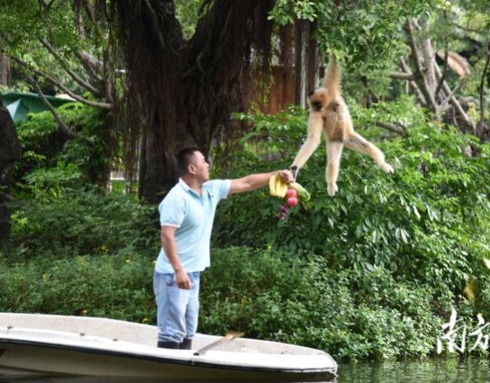 過節(jié)了！深圳野生動物園長臂猿喜獲“水果大餐”